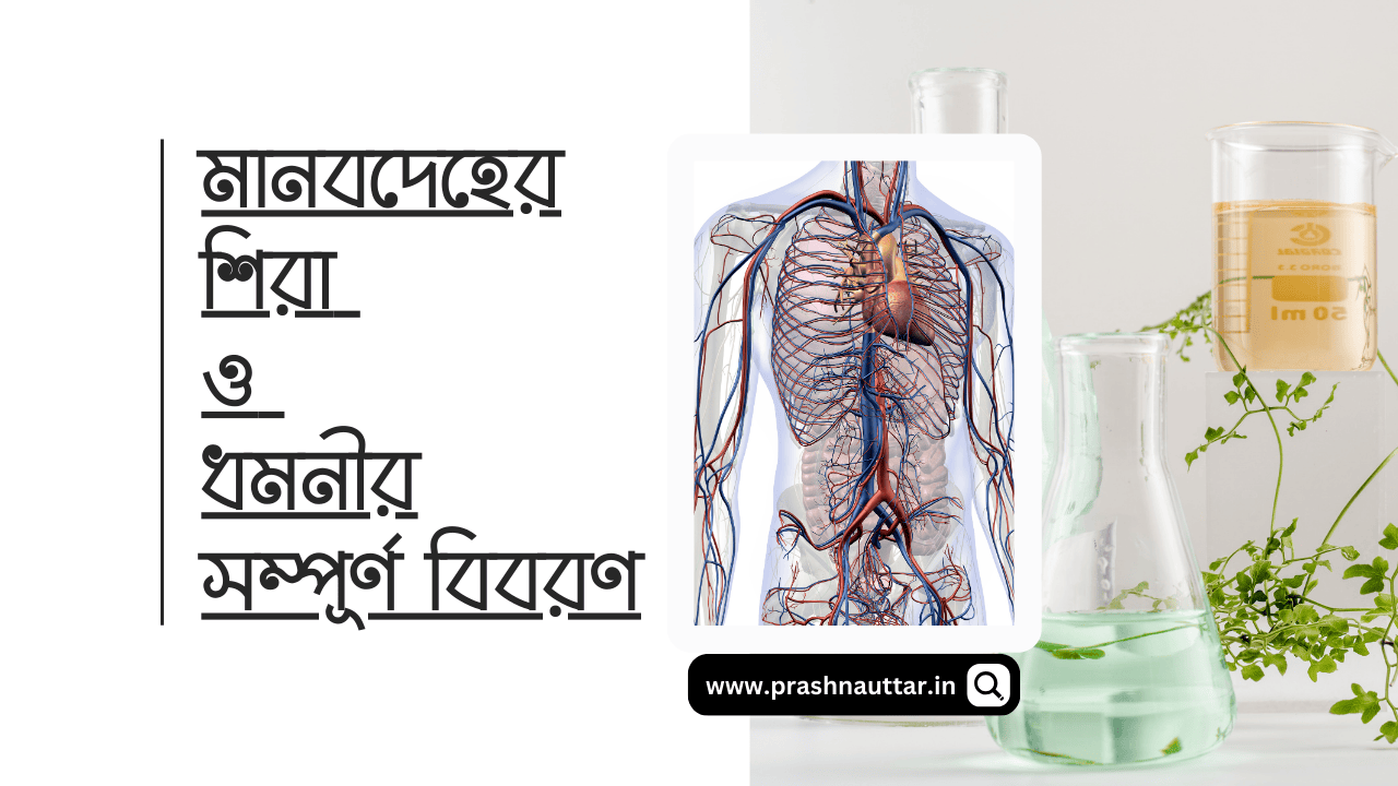 মানবদেহের শিরা ও ধমনীর সম্পূর্ণ বিবরণ