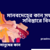 মানবদেহের কান সম্বন্ধে সবিস্তারে বিবরণ