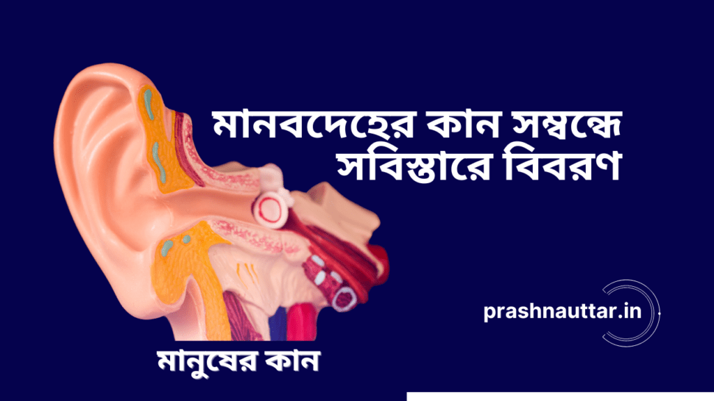 মানবদেহের কান সম্বন্ধে সবিস্তারে বিবরণ